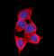 Aldo-Keto Reductase Family 1 Member C2 antibody, PB10036, Boster Biological Technology, Immunofluorescence image 