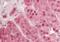 TNF Receptor Associated Factor 4 antibody, orb317981, Biorbyt, Immunohistochemistry paraffin image 