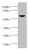 Cell Division Cycle 7 antibody, orb39454, Biorbyt, Western Blot image 