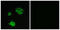 GluA1 antibody, LS-C118129, Lifespan Biosciences, Immunofluorescence image 