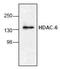 Histone Deacetylase 6 antibody, ab1440, Abcam, Western Blot image 