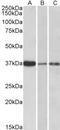 Interleukin 12B antibody, LS-C55002, Lifespan Biosciences, Western Blot image 