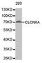 Chloride Voltage-Gated Channel Ka antibody, LS-C332792, Lifespan Biosciences, Western Blot image 