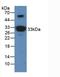 Apolipoprotein A1 antibody, LS-C305831, Lifespan Biosciences, Western Blot image 