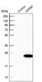 Heat Shock Protein Family B (Small) Member 7 antibody, PA5-55670, Invitrogen Antibodies, Western Blot image 