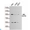 Nucleoporin 98 antibody, LS-C813062, Lifespan Biosciences, Western Blot image 