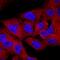 SH3 Domain Containing Kinase Binding Protein 1 antibody, MAB88771, R&D Systems, Immunocytochemistry image 