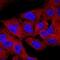 SH3 Domain Containing Kinase Binding Protein 1 antibody, MAB88771, R&D Systems, Immunocytochemistry image 