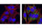 Eukaryotic Translation Initiation Factor 4 Gamma 1 antibody, 2441T, Cell Signaling Technology, Immunocytochemistry image 