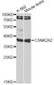 Casein Kinase 2 Alpha 1 antibody, A13481, ABclonal Technology, Western Blot image 