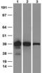 QSOX1 antibody, TA591006, Origene, Western Blot image 