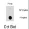 Heat Shock Protein Family B (Small) Member 1 antibody, abx031954, Abbexa, Dot Blot image 
