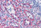 Actin Filament Associated Protein 1 Like 2 antibody, MBS247299, MyBioSource, Immunohistochemistry frozen image 