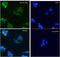 Actin Alpha 2, Smooth Muscle antibody, PA5-18292, Invitrogen Antibodies, Immunofluorescence image 