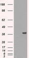 Deoxynucleotidyltransferase Terminal Interacting Protein 1 antibody, LS-C115170, Lifespan Biosciences, Western Blot image 