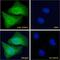 Forkhead Box C1 antibody, LS-B2996, Lifespan Biosciences, Immunofluorescence image 