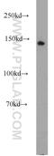 Conserved oligomeric Golgi complex subunit 1 antibody, 10767-1-AP, Proteintech Group, Western Blot image 