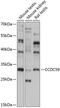 BR22 antibody, 15-521, ProSci, Western Blot image 