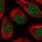 Polypyrimidine Tract Binding Protein 2 antibody, PA5-61511, Invitrogen Antibodies, Immunofluorescence image 