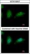 Zinc Finger HIT-Type Containing 2 antibody, LS-C155255, Lifespan Biosciences, Immunofluorescence image 