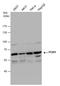 Phosphoglucomutase 1 antibody, GTX110069, GeneTex, Western Blot image 