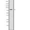 Nuclear Factor, Erythroid 2 Like 1 antibody, abx215236, Abbexa, Western Blot image 