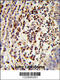  antibody, 63-589, ProSci, Immunohistochemistry paraffin image 