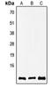 Cytochrome C Oxidase Subunit 8A antibody, LS-C353706, Lifespan Biosciences, Western Blot image 