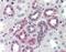 C1q And TNF Related 6 antibody, NBP1-03121, Novus Biologicals, Immunohistochemistry paraffin image 