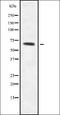 POTE Ankyrin Domain Family Member G antibody, orb378383, Biorbyt, Western Blot image 