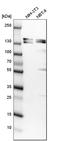 SH3 And PX Domains 2A antibody, HPA037923, Atlas Antibodies, Western Blot image 