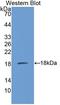 Succinate Dehydrogenase Complex Subunit D antibody, LS-C373716, Lifespan Biosciences, Western Blot image 