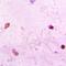 Paired Box 7 antibody, orb412586, Biorbyt, Immunohistochemistry paraffin image 