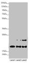 NADH:Ubiquinone Oxidoreductase Subunit B10 antibody, LS-C676132, Lifespan Biosciences, Western Blot image 