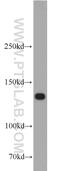 CD49c antibody, 21992-1-AP, Proteintech Group, Western Blot image 