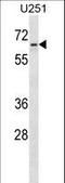 Zinc Finger Protein 768 antibody, LS-C157507, Lifespan Biosciences, Western Blot image 