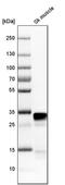 Four And A Half LIM Domains 1 antibody, PA5-51503, Invitrogen Antibodies, Western Blot image 