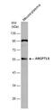 Angiopoietin Like 6 antibody, NBP2-15394, Novus Biologicals, Western Blot image 