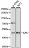Growth Arrest Specific 7 antibody, GTX66234, GeneTex, Western Blot image 
