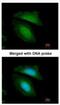 Basic Leucine Zipper And W2 Domains 2 antibody, NBP1-32519, Novus Biologicals, Immunofluorescence image 