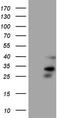 ORAI Calcium Release-Activated Calcium Modulator 2 antibody, TA807500, Origene, Western Blot image 