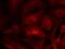 Rac Family Small GTPase 1 antibody, GTX50530, GeneTex, Immunofluorescence image 