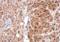 Steroidogenic Acute Regulatory Protein antibody, NBP1-33485, Novus Biologicals, Immunohistochemistry paraffin image 