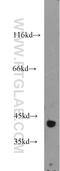 Isocitrate Dehydrogenase (NAD(+)) 3 Alpha antibody, 15909-1-AP, Proteintech Group, Western Blot image 