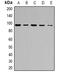 ATP Binding Cassette Subfamily F Member 1 antibody, orb382536, Biorbyt, Western Blot image 