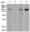 Interferon Gamma Receptor 1 antibody, ab134070, Abcam, Western Blot image 