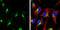 Lysosomal Associated Membrane Protein 1 antibody, GTX634336, GeneTex, Immunocytochemistry image 