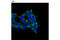 Isocitrate Dehydrogenase (NADP(+)) 1, Cytosolic antibody, 8137S, Cell Signaling Technology, Immunofluorescence image 