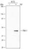 Fos-related antigen 1 antibody, MAB4935, R&D Systems, Western Blot image 