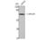 Solute Carrier Family 25 Member 12 antibody, STJ91670, St John